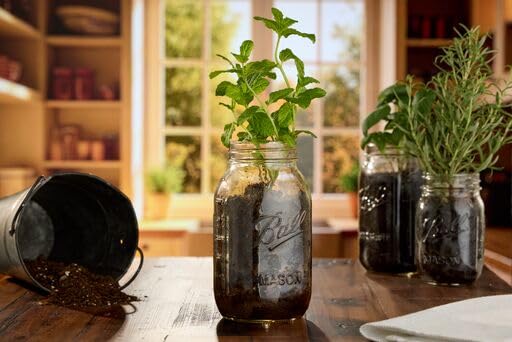 Ball Wide Mouth Pint 16-Ounce Glass Mason Jar with Lids (12-Count)