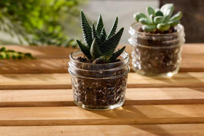 Quilted Glass Jelly Jars, 8 oz, BPA-Free, 12-Count - Ball