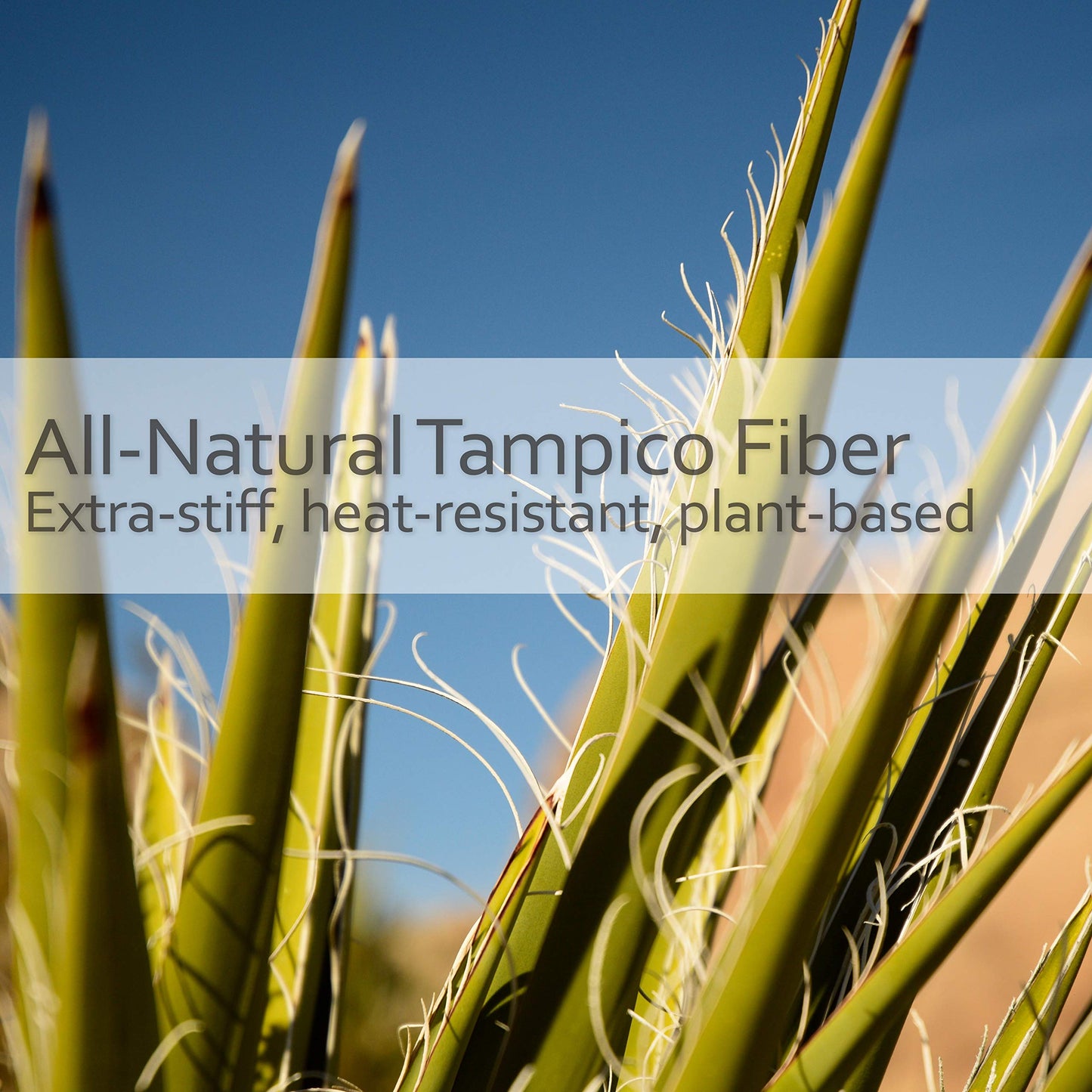 Redecker Tampico Fiber Dish Brush: Oiled Beechwood Handle (Set of 2)