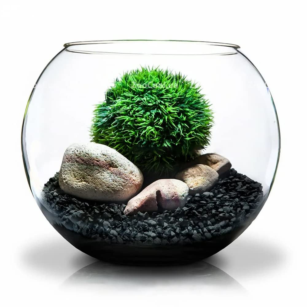 The Tribalist - Doter: Horticultural Charcoal, air plants, Amazon, bonsai,