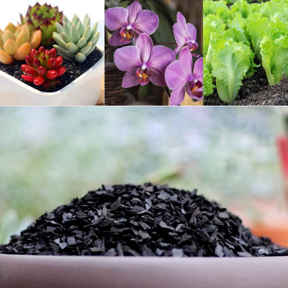 The Tribalist - Doter: Horticultural Charcoal, air plants, Amazon, bonsai,
