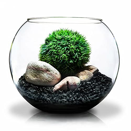 The Tribalist - Doter: Horticultural Charcoal, air plants, Amazon, bonsai,